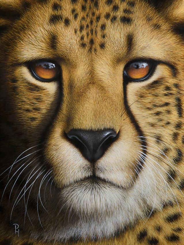 Portrait of a Cheetah