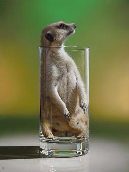 Meerglass
